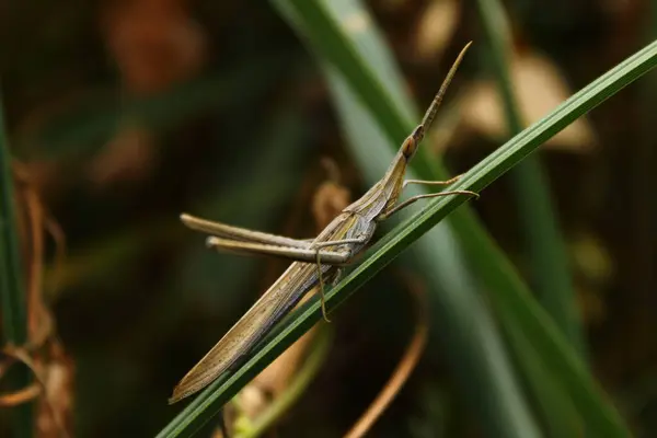 Çimen makrosu üzerinde yeşil çekirge.