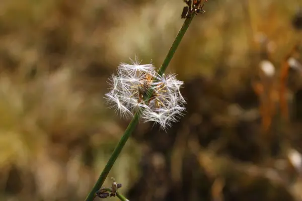 Güzel botanik fotoğrafı, doğal duvar kağıdı.