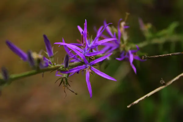 Bir yıldıza çok benzeyen güzel bir çiçek..
