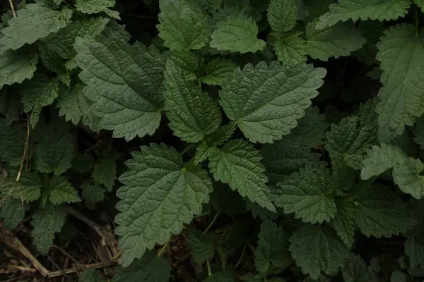 Isırgan yaprakları yakın.