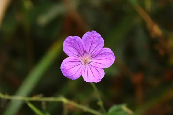 Su cesetlerinin yanında yetişen güzel pembe çiçek.