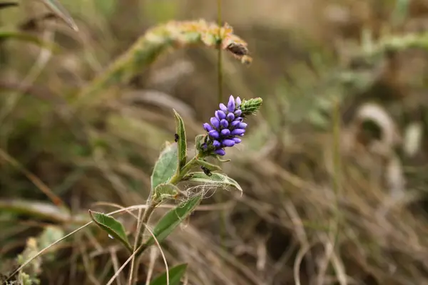 çok güzel mor çiçek.