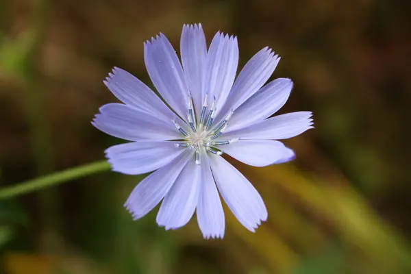 Çayırlarda yetişen mavi çiçek