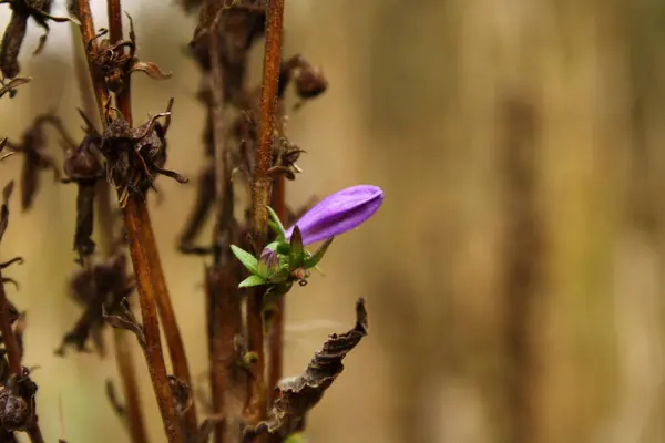 Vahşi açılmamış pembe çiçek.