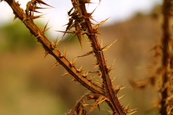 Çok güzel, pembe bir kır çiçeği çayırda duruyor, onun narin taç yaprakları güneş ışığında parlıyor. Çiçeğin canlı rengi arıları ve kelebekleri çeker ve doğal çevrenin büyüleyici güzelliğini artırır..