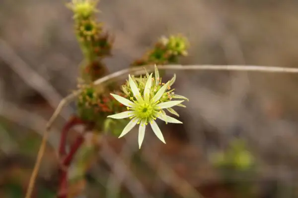 gündüz açık büyüyen renkli çiçekler yakın