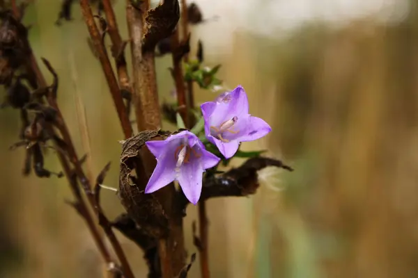 Çok güzel, pembe bir kır çiçeği çayırda duruyor, onun narin taç yaprakları güneş ışığında parlıyor. Çiçeğin canlı rengi arıları ve kelebekleri çeker ve doğal çevrenin büyüleyici güzelliğini artırır..