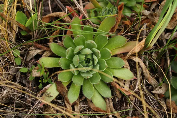 Bir bitkinin güzel bir yakın çekimi.
