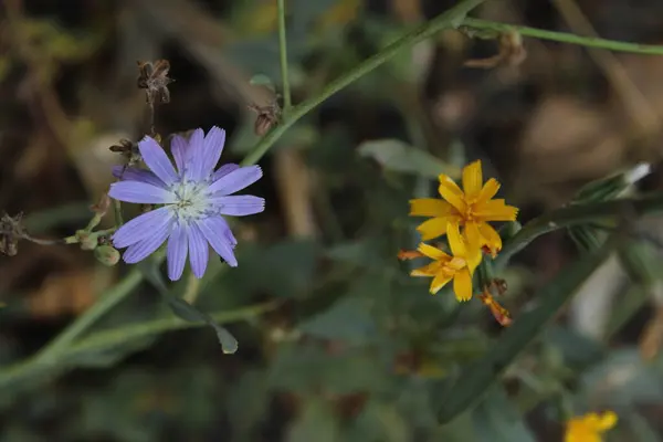 Mavi ve sarı çiçek parlak ve zıt renkleriyle dikkatleri çeker. Koyu mavi taç yaprakları sarı yapraklarla uyumlu, enerji ve canlılık ekliyor, taze ve güzel bir görüntü yaratıyor..