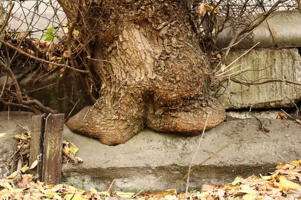 Betonun içinden büyüyen bir ağaç çarpıcı görünür ve doğanın esnekliğini sembolize eder..
