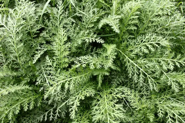 Tırtıklı yaprakları olan çimenler, keskin kenarları ile alışılmadık görünüyor. Doğa tarafından oyulmuş yapraklar vahşi bir güzellik hissi uyandırıyor ve her bitkinin eşsizliğini vurguluyor..