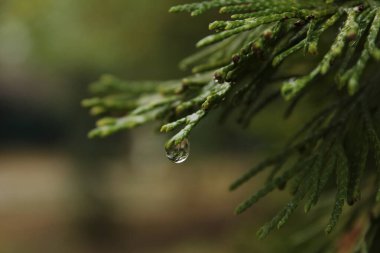 Bir damla su, thuja yaprağının kenarına düşer ve düşmeye hazırdır. Işıkta parlıyor, çevreyi yansıtıyor ve yaprakların hassas dokusunu vurguluyor, kırılgan ve güzel bir an yaratıyor..
