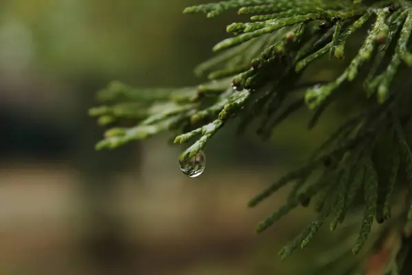 Bir damla su, thuja yaprağının kenarına düşer ve düşmeye hazırdır. Işıkta parlıyor, çevreyi yansıtıyor ve yaprakların hassas dokusunu vurguluyor, kırılgan ve güzel bir an yaratıyor..