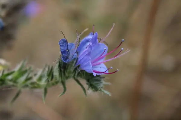 Uzun kırmızı dalları olan mavi bir çiçek egzotik görünür ve canlı renk kombinasyonuyla dikkat çeker. Yapraklarının koyu mavi bir tonu var, zarafet ve benzersizlik katan ince kırmızı filizlerle uyumlu..