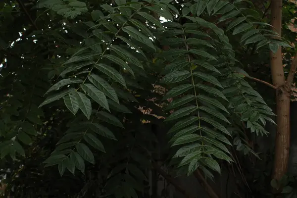 Yeşil yapraklı bir dal taze ve canlı görünür, doğanın güzelliğini gösterir..