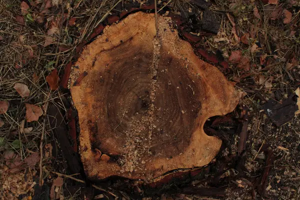 Düşük kesimli ağaç gövdesi doğal bir obje gibi görünüyor, hayat hikayesini anlatıyor. Pürüzsüz yüzeyi, açıkta kalan büyüme halkaları ve ahşap dokusu doğal güzellikleriyle etkiler..