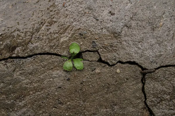 Betondaki bir çatlağı kıran küçük bir bitki doğanın esnekliğinin gerçek bir sembolüdür. Hassas yeşil yaprakları güneşe doğru uzanarak gri, soğuk beton çevreye karşı canlı bir kontrast oluşturuyor..