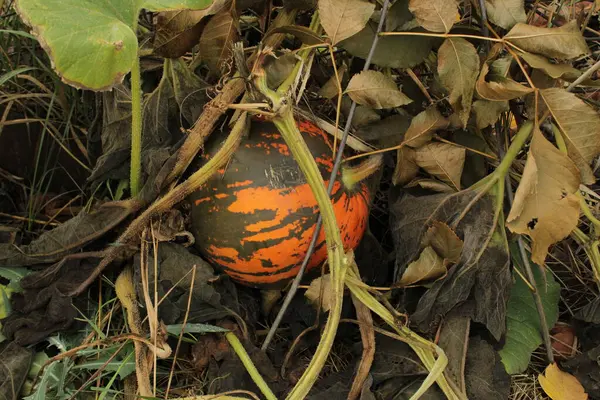 Yerde yatan balkabağının parlak turuncu bir rengi ve ona eşsiz bir cazibe veren yeşil yamaları var..