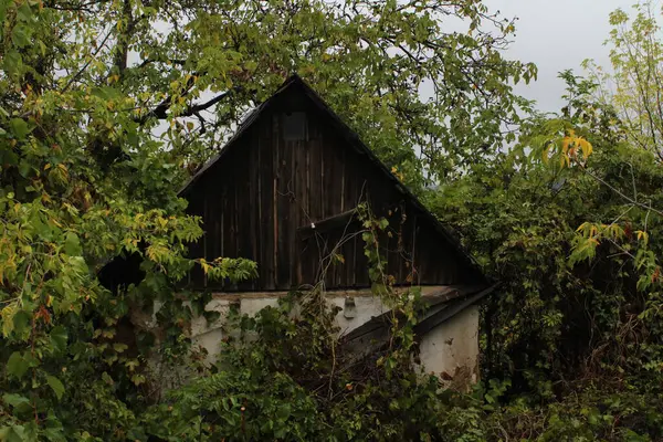 Terk edilmiş bir ev vahşi bitkiler ve ağaçlar tarafından yutulur..