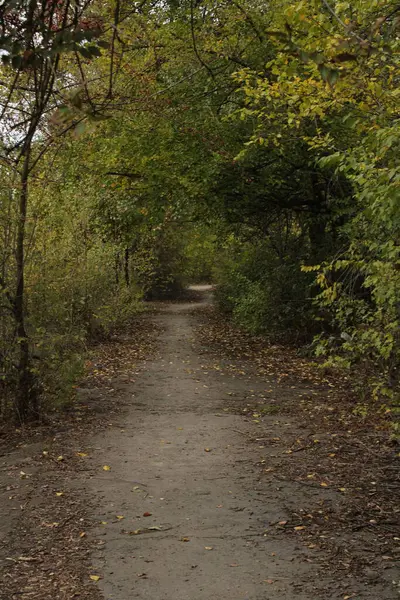 Her iki taraftaki ağaçlar tarafından çevrelenmiş yol ormanın kalbine gidiyor ve bir sükunet ve gizem ortamı yaratıyor..