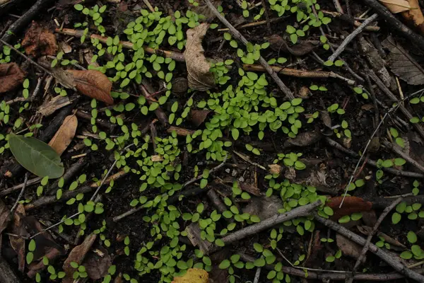 Genç otlar yoğun yeşil kümeler halinde büyür, zemini yeni bir halıyla kaplarlar. Her bıçak ince ve dik, güneşin sıcak ışınları altında açılır narin yapraklarla..