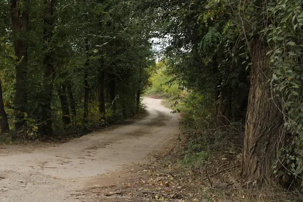 Yol yavaşça kıvrılır, gizem ve macera hissi yaratır. Her iki tarafta da yükselen ağaçlar doğal bir koridor oluşturuyor..