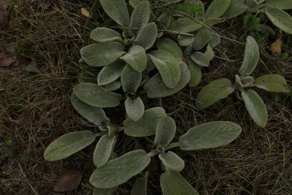 Yol yavaşça kıvrılır, gizem ve macera hissi yaratır. Her iki tarafta da yükselen ağaçlar doğal bir koridor oluşturuyor..