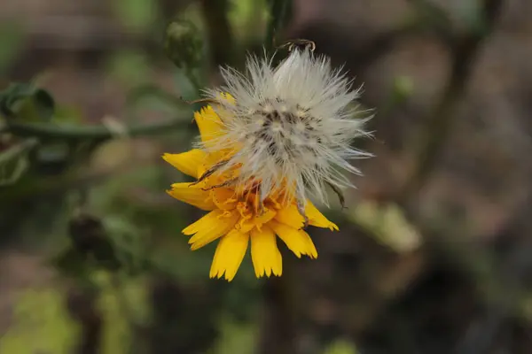 Pofuduk tohuma hafifçe yaslanmış parlak sarı bir çiçek sıcaklığı ve korumayı paylaştıkları izlenimini yaratıyor..