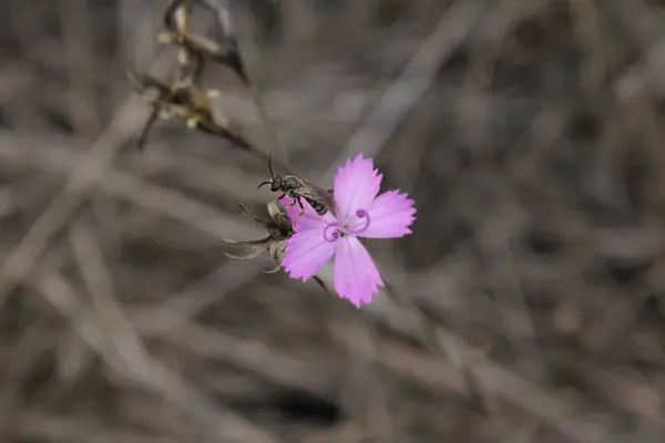 Pembe çiçek narin ve canlı görünür, taç yaprakları hafifçe açılır, pembenin daha açık tonuna doğru ince bir geçişi vurgular. Küçük bir böcek taç yapraklarından birinin üzerinde duruyor ve kompozisyona dinamizm katıyor..