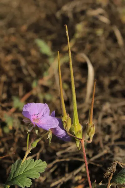 Pembe bir çiçek, yeşil yaprakların arasında duran zarafet ve canlılığıyla büyülenir..