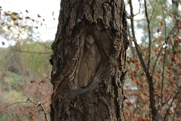 Pembe bir çiçek, yeşil yaprakların arasında duran zarafet ve canlılığıyla büyülenir..
