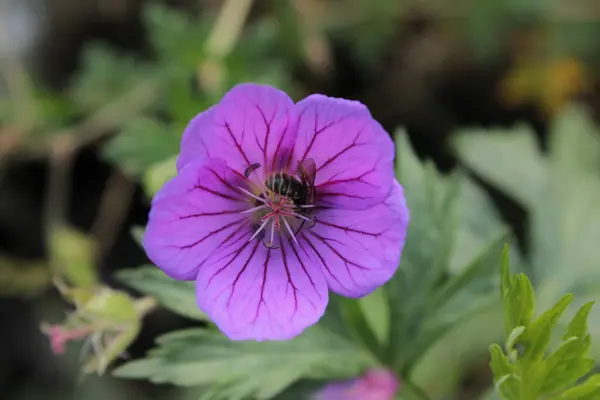 Canlı renklerde açan bir çiçek, yapraklarının üzerinde dinlenen bir böcek için mükemmel bir zemin görevi görür..