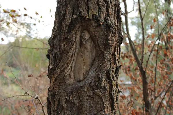 Kabuğunda etkileyici bir deseni olan bir ağaç doğal bir sanat eseri gibi görünür..