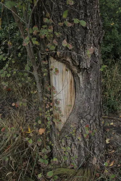 Kabuğunda benzersiz bir deseni olan bir ağaç, deseni ve renk paletiyle dikkatleri çeker..