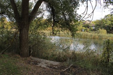 Nehir kıyısında büyüyen bir ağaç doğaya cazibe katar..