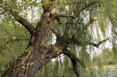 Suyun üzerine eğilen bir ağaç hafiflik ve zarafet izlenimi yaratır..
