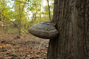 A mushroom grows on the surface of the tree, giving it a unique appearance. clipart