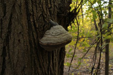 A mushroom on a stump looks appealing and natural as it grows on an old wooden remnant. It can come in various shapes and colors, ranging from light to dark shades that contrast with the texture of the stump. clipart