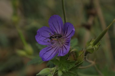 Çiçeğin, ince kamışların bulunduğu merkezi bir yeri çevreleyen parlak yaprakları vardır. Çiçeğin ortasında bir böcek oturuyor..