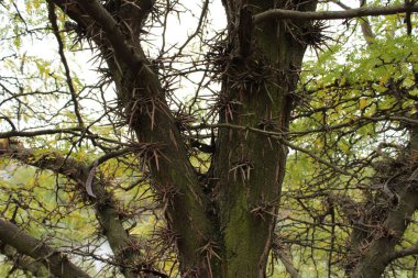 The tree with very long thorns has an impressive and unusual appearance. The long thorns protruding from the branches can reach significant lengths, creating an illusion of danger for anyone who tries to get too close. clipart