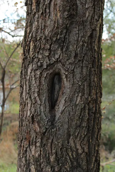 Kabuğunda etkileyici bir deseni olan bir ağaç özgünlüğüyle gözüne çarpar..