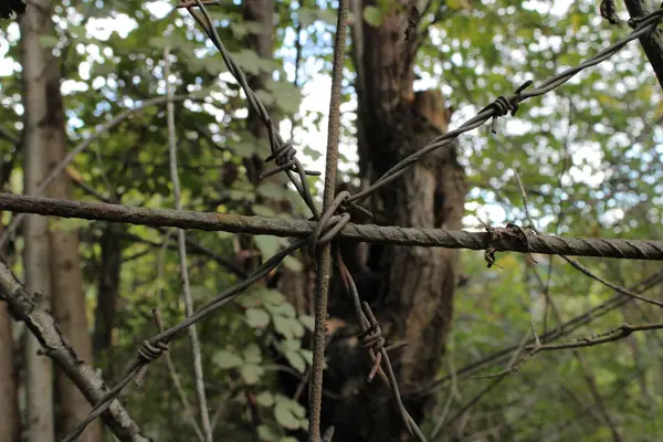Dikenli tel sık orman zeminine zıt görünüyor, doğa ve yapay elementler arasındaki sınırı vurguluyor..