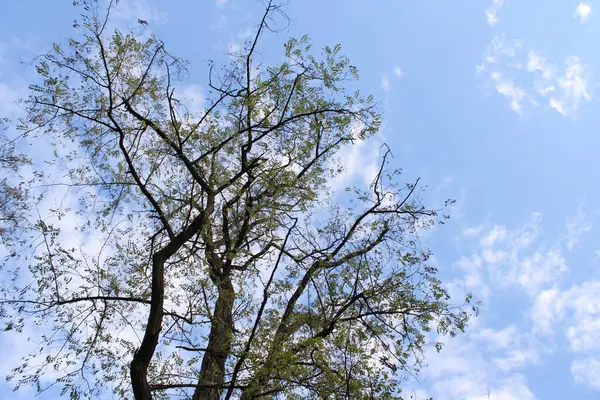 Ağaçların tepeleri gökyüzüne yükselir ve mavi gökyüzüne karşı güzel bir siluet yaratır..