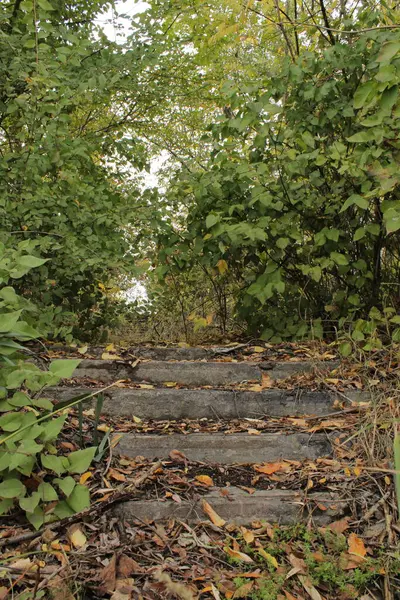 Ormanın derinliklerine çıkan beton merdivenler doğal çevreyle zıtlık yaratır..
