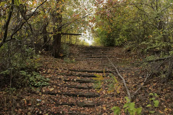 Ormanın derinliklerine giden merdivenler yeşil ağaçlar ve yoğun çalılarla çevrili..