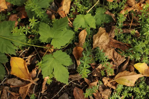Yeşil çimenler kısmen kuru, kahverengi yapraklarla kaplıdır. Yapraklar, çeşitli şekil ve boyutlarda, doku ekler ve parlak yeşil arkaplan ile yaprakların sıcak tonları arasında kontrastlık yaratır..