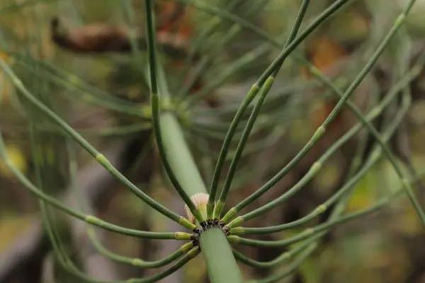 Narin dalları olan uzun bir bitki hafiflik ve zarafet izlenimi yaratır..