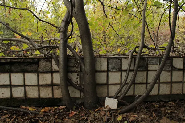 Vakfın altında büyüyen bir ağaç doğanın gücünü ve engelleri aşma yeteneğini simgeler..