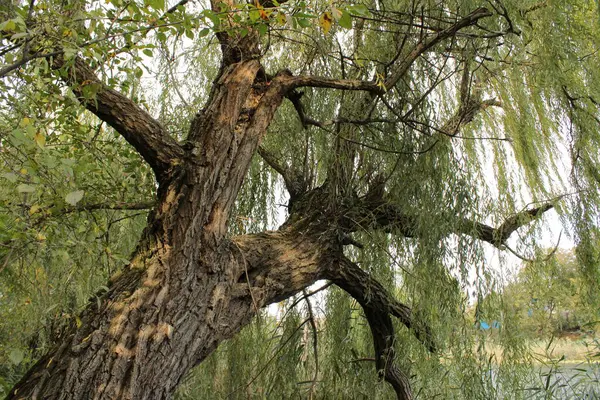 Suyun üzerine eğilen bir ağaç hafiflik ve zarafet izlenimi yaratır..