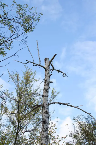 Kuru bir huş ağacı açık gökyüzüne karşı duruyor ve doğa ile onu çevreleyen elementler arasında bir zıtlık oluşturuyor..